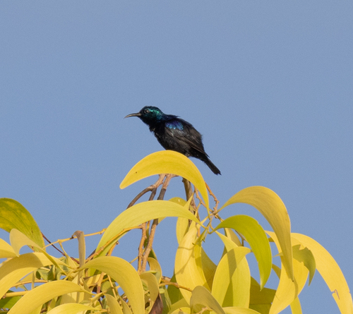 Pemba Sunbird (Cinnyris pembae), photo 5