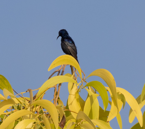 Pemba Sunbird (Cinnyris pembae), photo 6