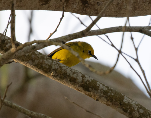 Pemba White-eye (Zosterops vaughani), photo 2