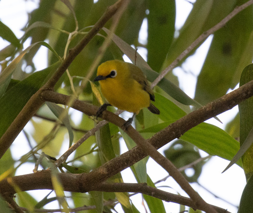 Pemba White-eye (Zosterops vaughani), photo 5