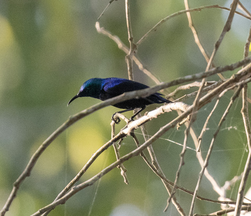 Pemba Sunbird (Cinnyris pembae), photo 6