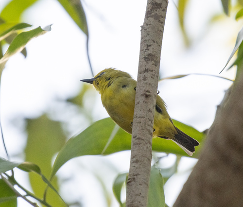 Pemba White-eye (Zosterops vaughani), photo 4