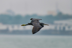 Egretta gularis