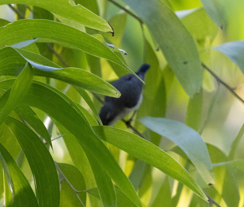 Pemba Sunbird (Cinnyris pembae)