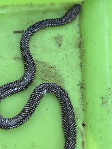 Cape Wolf Snake