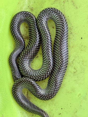 Cape Wolf Snake