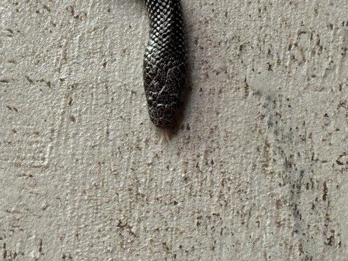Cape Wolf Snake