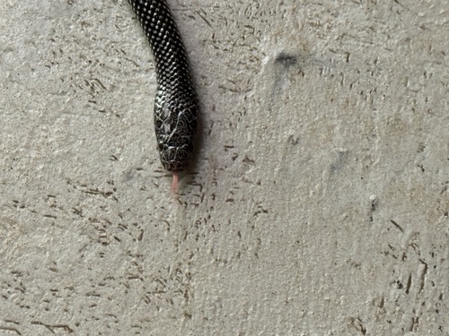 Cape Wolf Snake