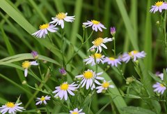 Aster yomena