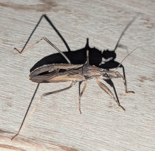 Pacific Kissing Bug