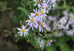 Aster microcephalus