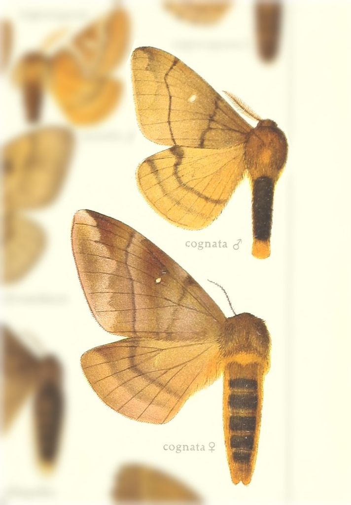 Ormiscodes cognata