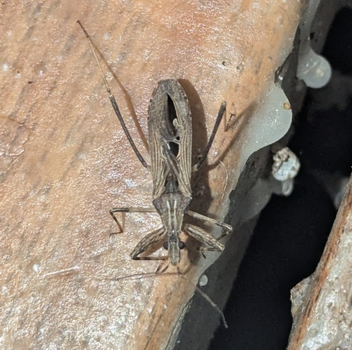 Oncocephalus pacificus observed 2025-10-15