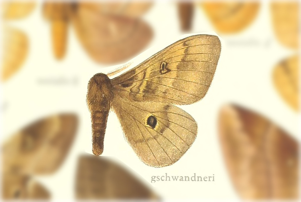 Hidripa gschwandneri