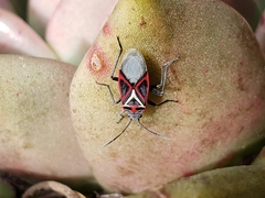 Anochrostomus formosus