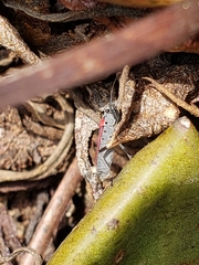 Anochrostomus formosus