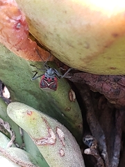 Anochrostomus formosus