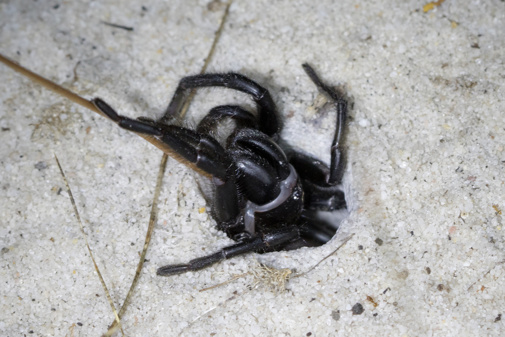 Black wish-bone spider