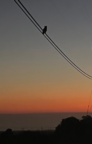 View observation of {o.common_name} on iNaturalist