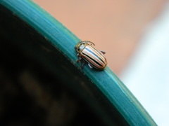 Disonycha bicarinata