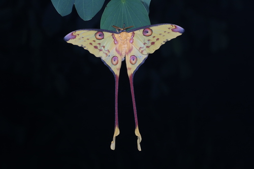 Madagascan Moon Moth