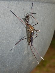 Toxorhynchites rutilus