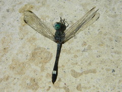 Micrathyria longifasciata