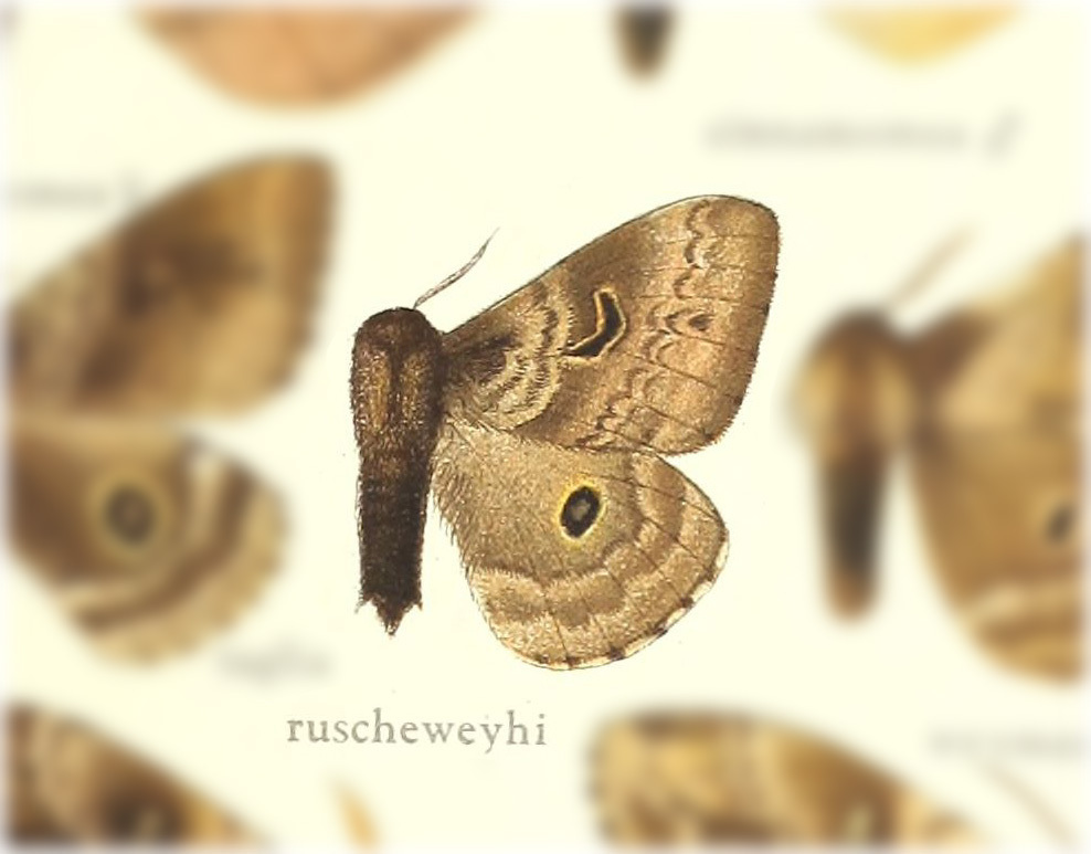 Hidripa ruscheweyhi