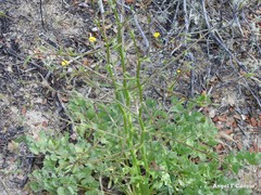 Pimpinella major