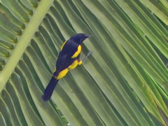 Icterus dominicensis