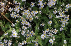 Aster microcephalus