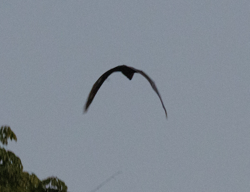 Pemba Flying Fox
