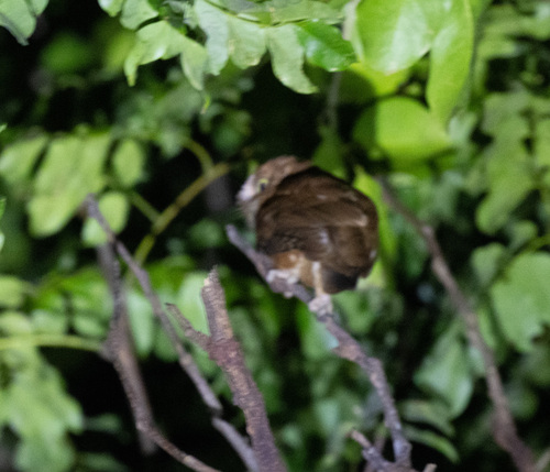 Pemba Scops Owl (Otus pembaensis), photo 9