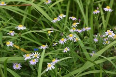 Aster yomena