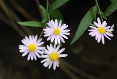Aster yomena