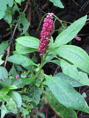 Phytolacca rugosa
