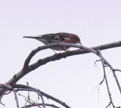 Fringilla coelebs coelebs
