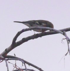 Fringilla coelebs coelebs