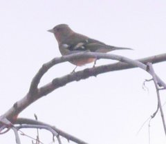 Fringilla coelebs coelebs