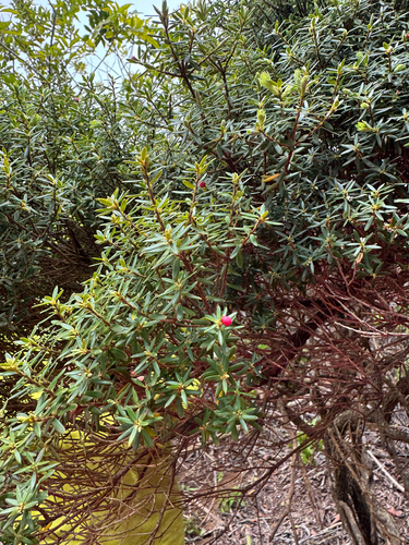 Leptecophylla tameiameiae observed 2025-06-18