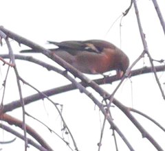 Fringilla coelebs coelebs