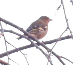 Fringilla coelebs coelebs