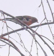 Fringilla coelebs coelebs