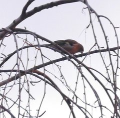 Fringilla coelebs coelebs