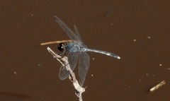 Erythrodiplax nigricans
