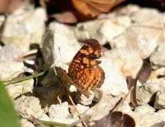 Anthanassa frisia