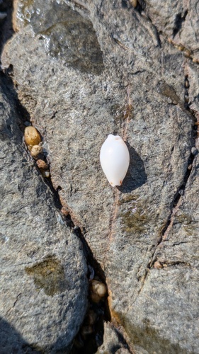 Cypraea punctata observed 2025-10-06