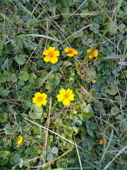 Bidens anthemoides
