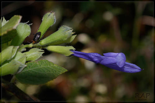 Salvia guaranitica