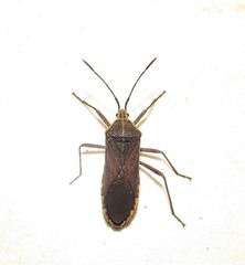 Anasa trilineata
